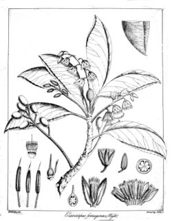 Elaeocarpus ferrugineus Govindoo.jpg