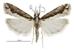 Eudonia steropaea male.jpg