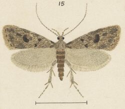 Fig 15 MA I437913 TePapa Plate-LII-The-butterflies full (cropped).jpg