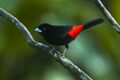 Flame-rumped Tanager - Colombia S4E8786 (22621894474).jpg