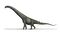 Futalognkosaurus BW.jpg