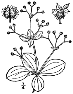 Galium kamtschaticum BB-1913.png