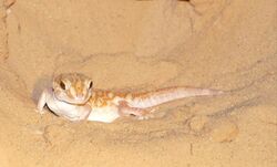 Giant Ground Gecko (Chondrodactylus angulifer) (31145329777).jpg