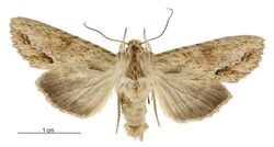 Graphania mollis male.jpg