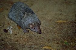 Greater Hedgehog Tenrec (Setifer setosus) (9614561811).jpg