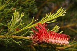 Grevillea fastigiata.jpg