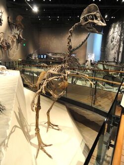 Hagryphus giganteus - Natural History Museum of Utah - DSC07248.JPG