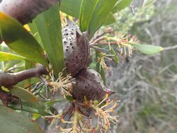 Hakea nitida fruit (2).jpg