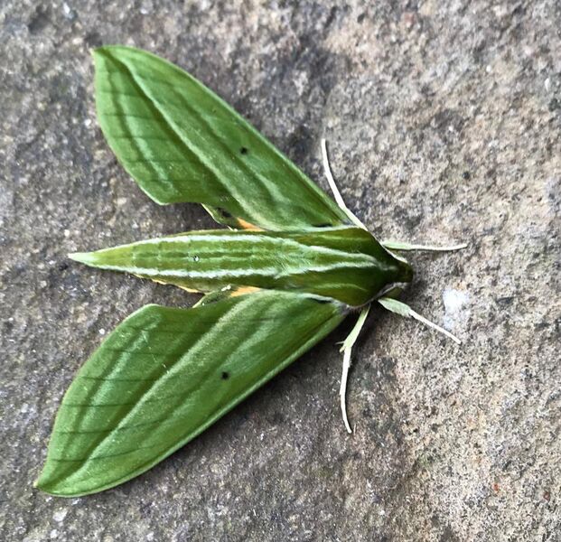 File:Hawk moth.jpg