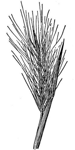 Hordeum arizonicum HC-1950.jpg
