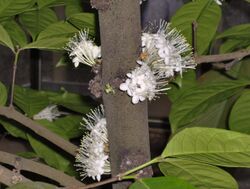 Hortus Botanicus Leiden - Phaleria capitata Jack (Sumatra).JPG