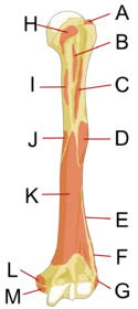Human left humerus - anterior view - muscles.svg