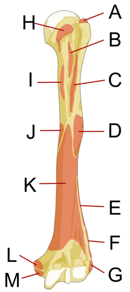 File:Human left humerus - anterior view - muscles.svg