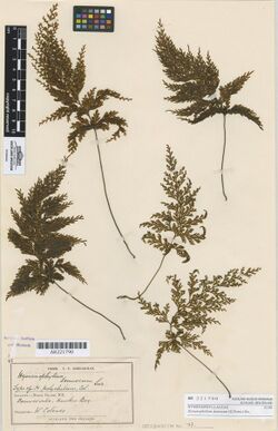 Hymenophyllum demissum (G.Forst.) Sw. AK221790.jpg