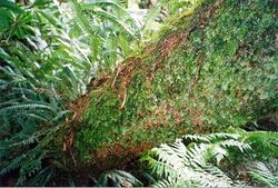 Hymenophyllum moorei and other Ferns at Mist forest LHI.jpg