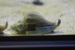 Japan sea animal, Neptunea arthritica (15152766093).jpg