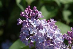 Kashira lilacs 01.JPG