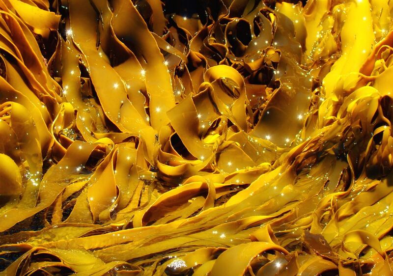 File:Kelp In Freycinet Tasmania.jpg