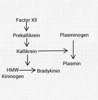 Kinin-Kallikrein System Simplified .jpg