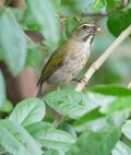 Lesser Antillean saltator.jpg