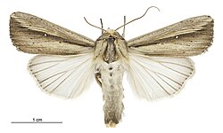 Leucania stenographa male.jpg