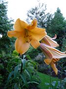 Lilium x African Queen.jpg