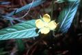 Ludwigia alternifolia (USDA).jpg