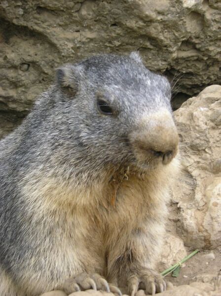 File:Marmota marmota Alpes1.jpg