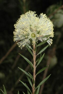 Melaleuca capitata.jpg