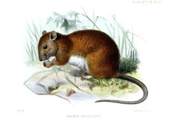 Melomys rufescens.jpg