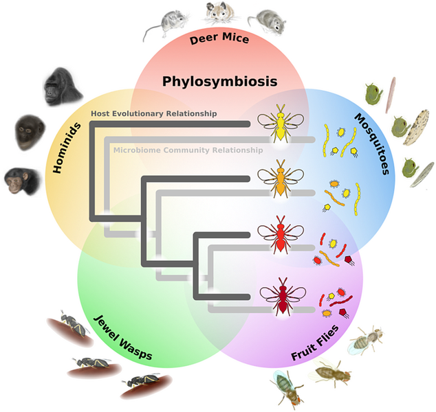 File:Microbiome relationships mirror host evolution.png