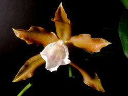 Miltonia candida Orchi 02.jpg