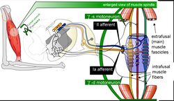 Muscle spindle model.jpg