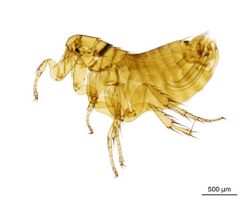 NHMUK010177283 The manx shearwater flea - Ceratophyllus Emmareus fionnus Usher, 1968.jpg
