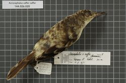 Naturalis Biodiversity Center - RMNH.AVES.66034 1 - Acrocephalus caffer caffer (Sparrman, 1786) - Sylviidae - bird skin specimen.jpeg