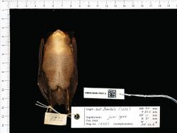 Naturalis Biodiversity Center - RMNH.MAM.15051.b ven - Rhinolophus acuminatus acuminatus - skin.jpeg