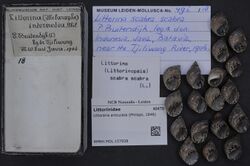 Naturalis Biodiversity Center - RMNH.MOL.157938 - Littoraria articulata (Philippi, 1846) - Littorinidae - Mollusc shell.jpeg