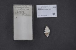 Naturalis Biodiversity Center - RMNH.MOL.217214 - Vexillum osiridis (Issel, 1869) - Costellariidae - Mollusc shell.jpeg