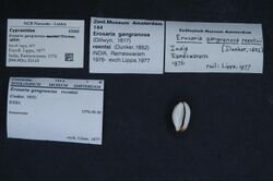 Naturalis Biodiversity Center - ZMA.MOLL.52123 - Erosaria gangranosa (Dillwyn, 1817) - Cypraeidae - Mollusc shell.jpeg