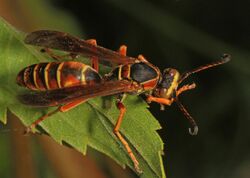 Northern Paper Wasp - Polistes fuscatus, Meadowood Farm SRMA, Mason Neck, Virginia - 30947768803.jpg