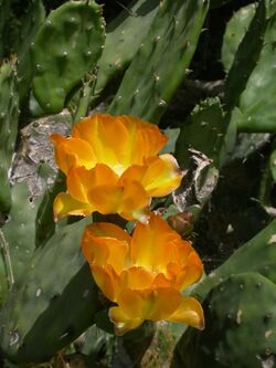 Opuntia elata (flowers).jpg