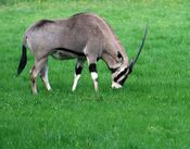 Oryx beisa 1.jpg