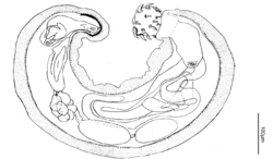 Diagram of a male Pachysentis_lauroi showing the eight cements glands in a clustered arrangement below the anterior and posterior testes.