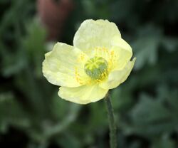 Papaver lapponicum subsp. occidentale.jpg