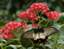 Papilio-pjt2.jpg