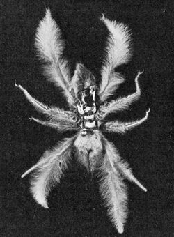 Black and white photograph of a furry species of Paragaleodes