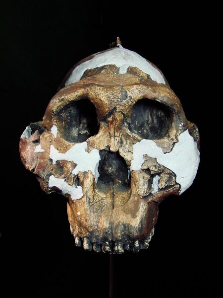 File:Paranthropus boisei face (University of Zurich).JPG