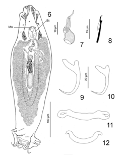 Parasite180062-fig2 Ancyrocephalus chiapanensis (Monogenea).png