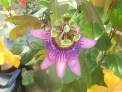 Passiflora picturata1.jpg