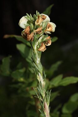 Pedicularis contorta 7355.JPG